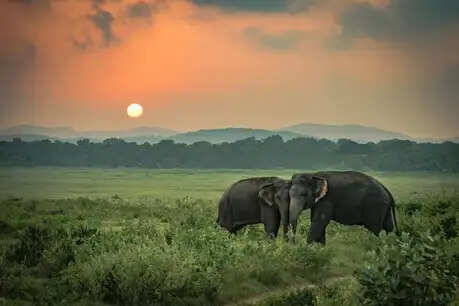 Top 10 Places to Visit Near Udaipur for a Weekend Getaway Kumbhalgarh Wildlife Sanctuary