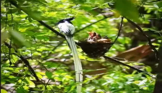 bird