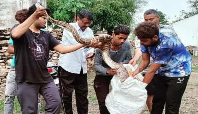 snake rescue