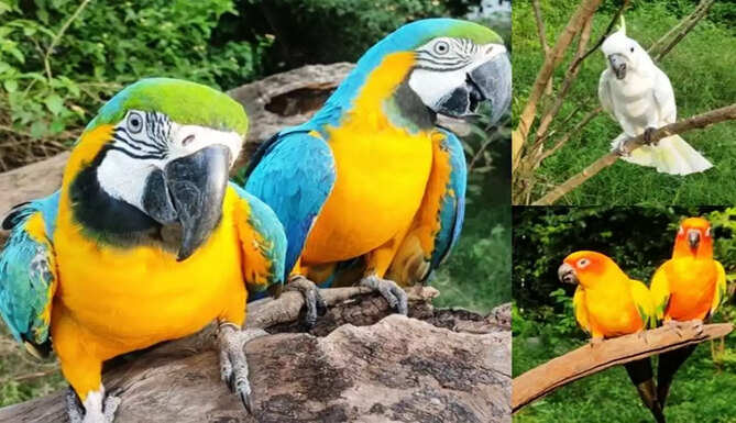 bird park