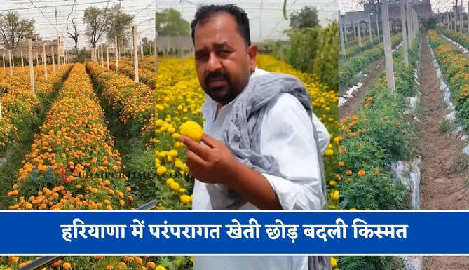 हरियाणा में परंपरागत खेती छोड़ बदली किस्मत, किन्नू के साथ गेंदा व सब्जियों की खेती से किसान मुकेश कमा रहा बड़ा मुनाफा &nbsp;