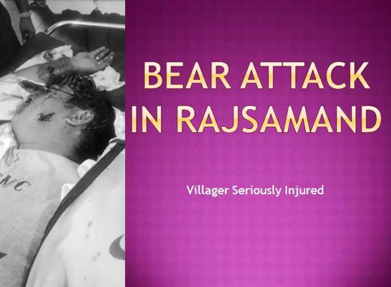 Bear attack in rajsamand