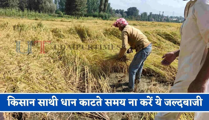 किसान साथी धान काटते समय ना करें ये जल्दबाजी, जाने फसल कटाई के समय किन बातों का रखें ध्यान ?
