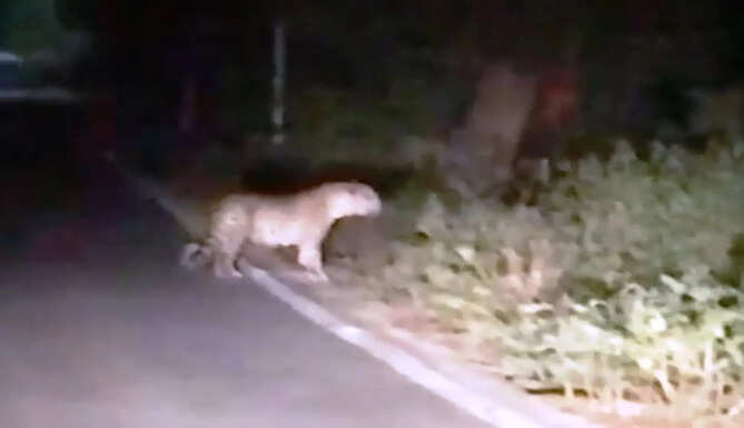 panther