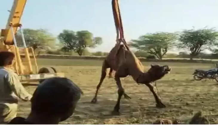 camel