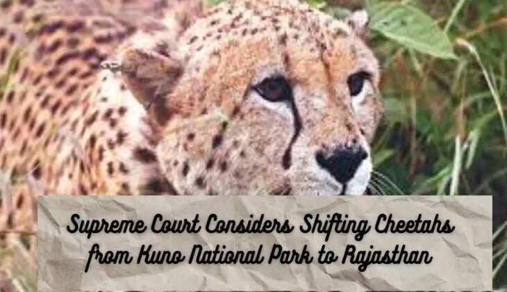 Supreme Court Kuno Cheetahs to Rajasthan
