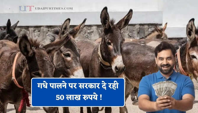 गधे पालने पर सरकार दे रही 50 लाख रुपये ! जाने क्या है स्कीम और कैसे मिलेगा लाभ ?