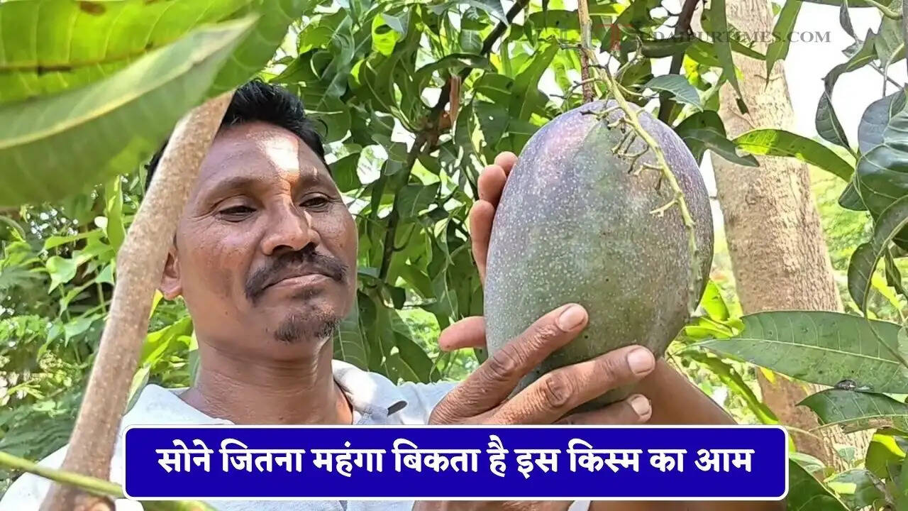 सोने जितना महंगा बिकता है इस किस्म का आम, किसान ने लगा दिया ऐसा बाग दूर-दूर से देखने आ रहे लोग&nbsp;