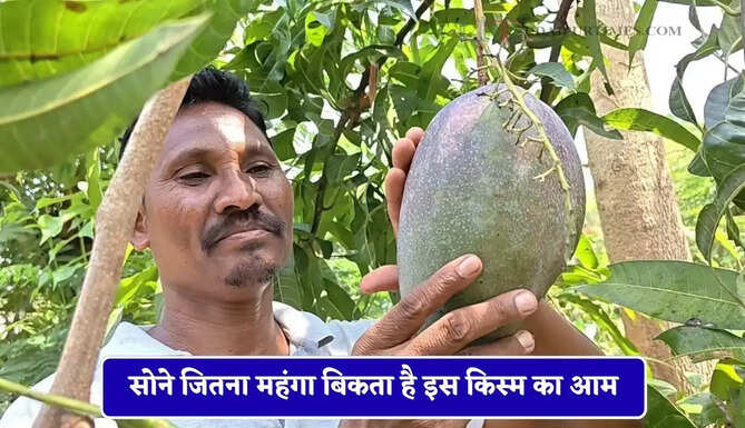 सोने जितना महंगा बिकता है इस किस्म का आम, किसान ने लगा दिया ऐसा बाग दूर-दूर से देखने आ रहे लोग&nbsp;