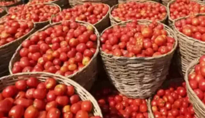 tamatar
