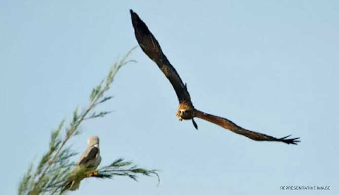 Indian Parakeets harassing a Pariah Kite Udaipur
