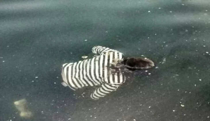 Dead body found at FS 