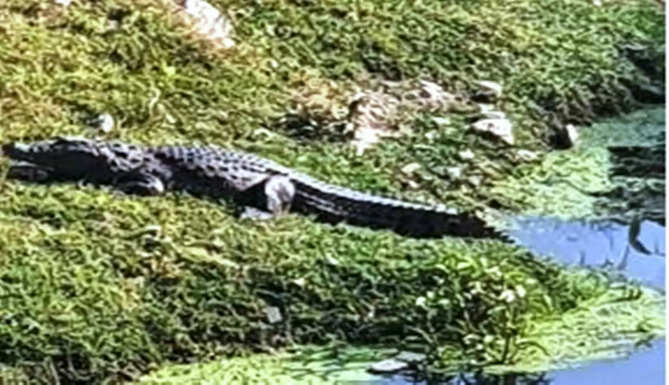 crocodile