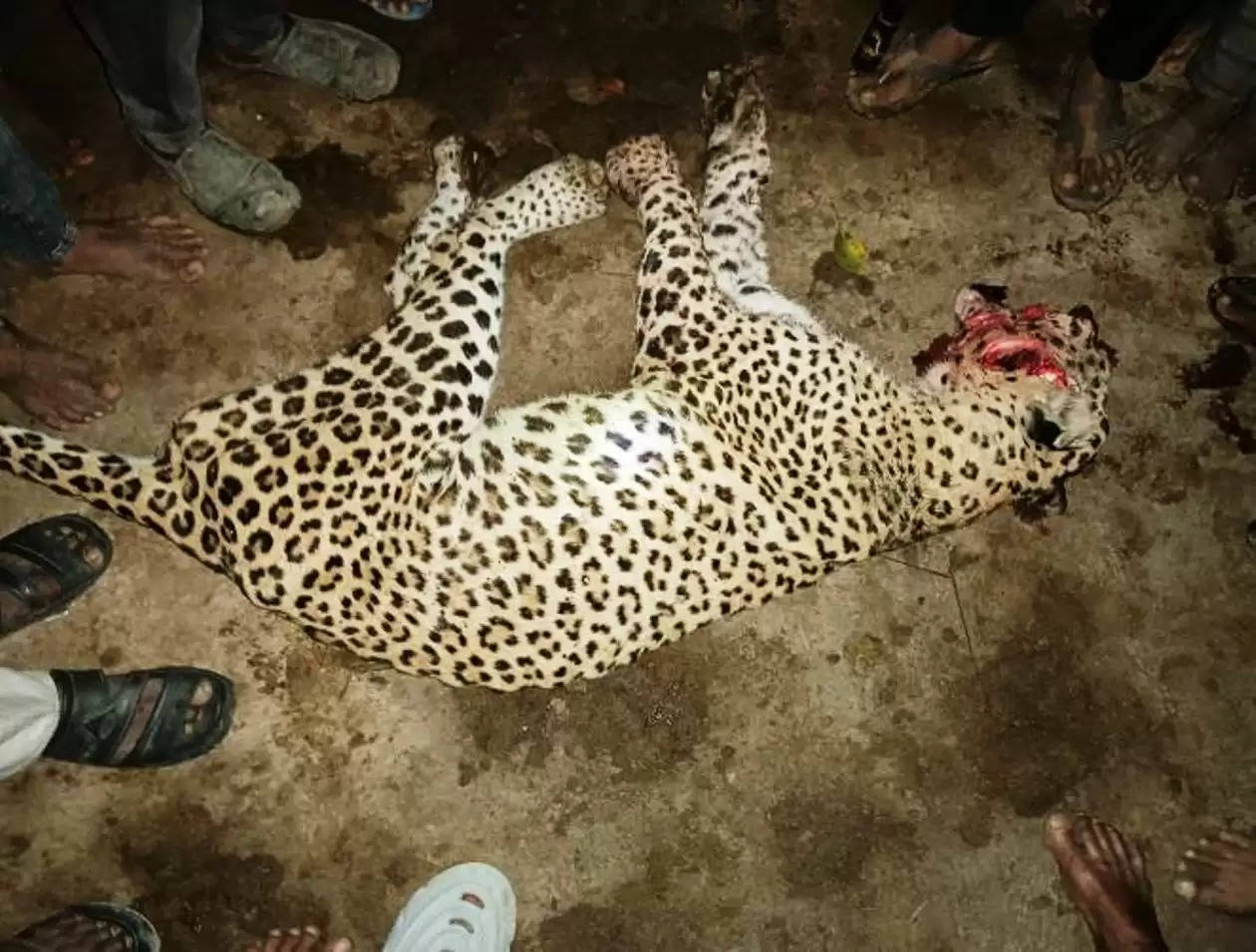 leopard killed by angry villagers