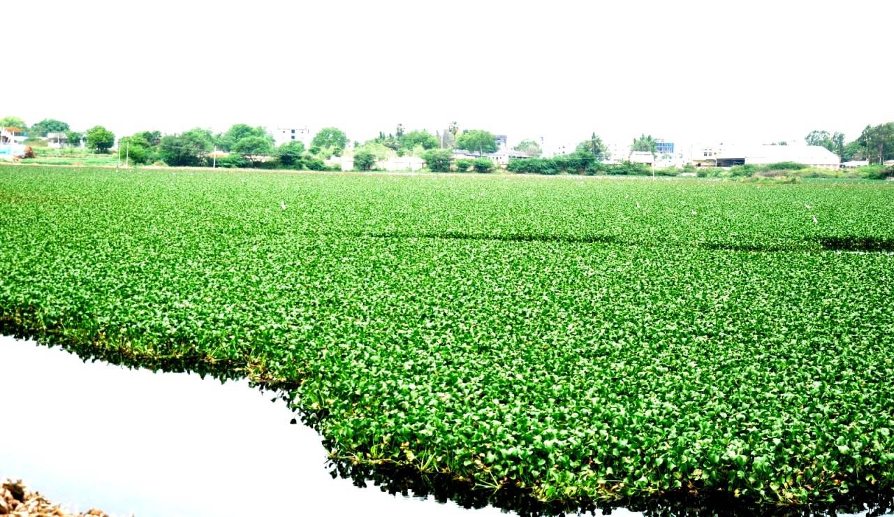Water hyacinth in Udaipur lakes