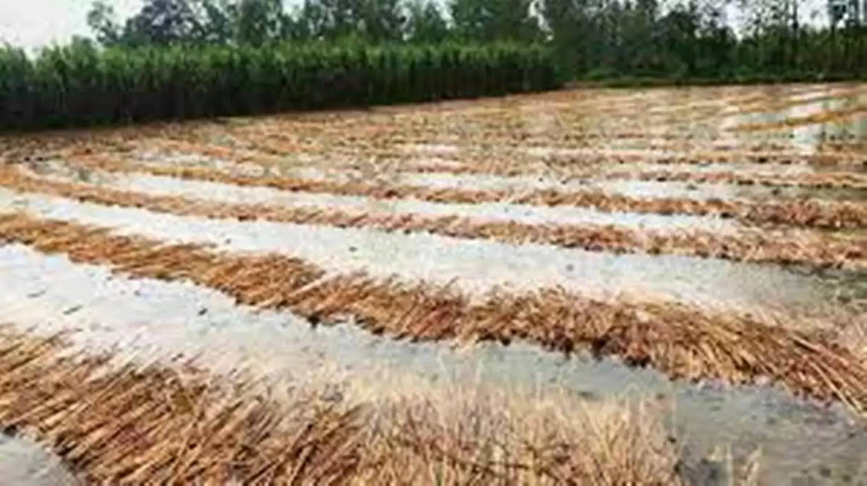 Crops damaged in Rajasthan due to rain