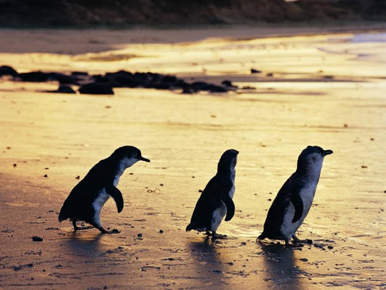 Phillip Island Penguin Parade live streamed to the world