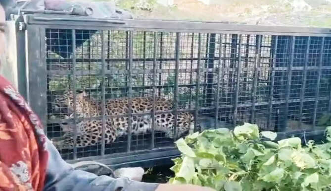 leopardin cage