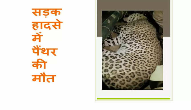 panther died in accident