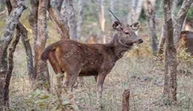 sambar