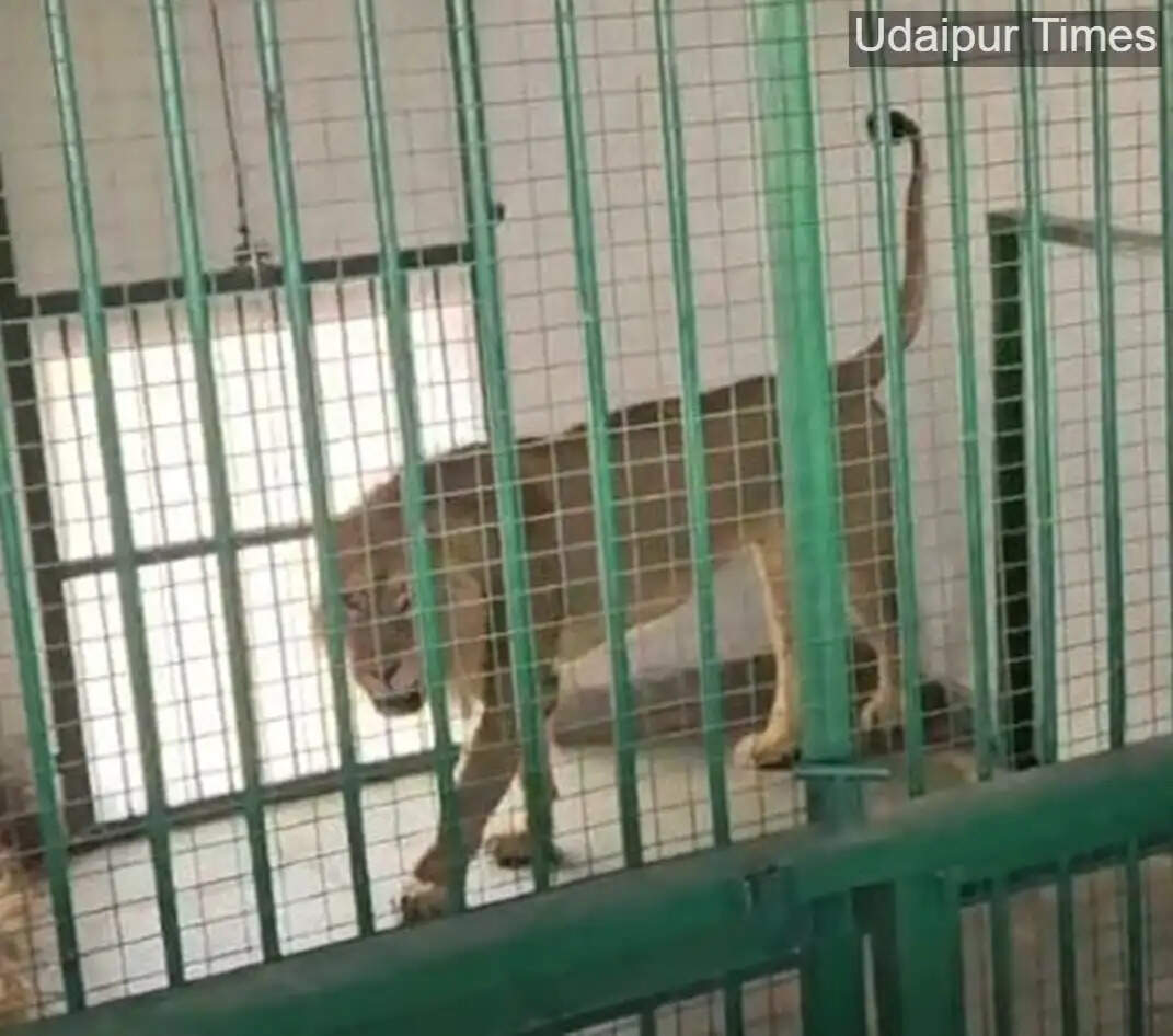 Lioness Sunaina at Sajjangarh Lion Safari in Udaipur undergoing treatment after heat stroke