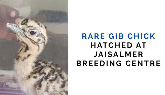 Rare GIB Chick