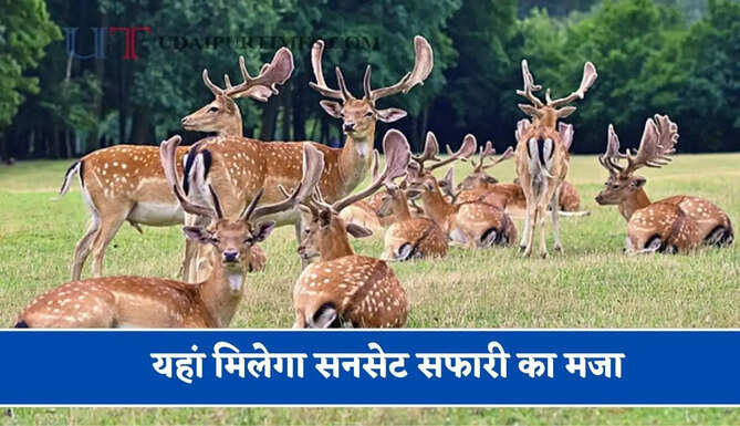 यहां मिलेगा सनसेट सफारी का मजा, 30 एकड़ में तैयार हो रहा है डियर पार्क, दिखेंगे 10 प्रजातियों के 99 जानवर&nbsp;