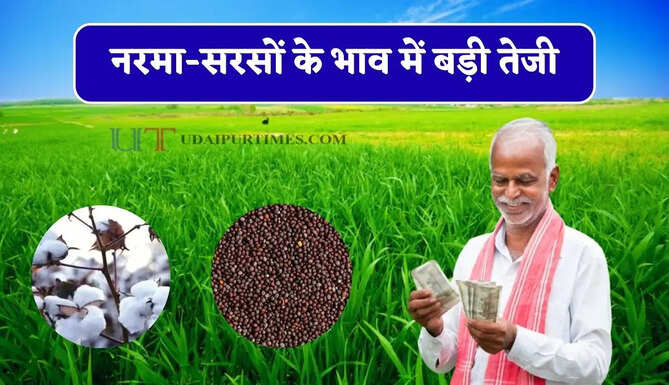 नरमा-सरसों के भाव में बड़ी तेजी, देखें सभी मंडियों के नए रेट