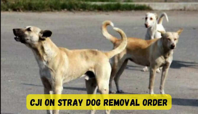 stray dogs