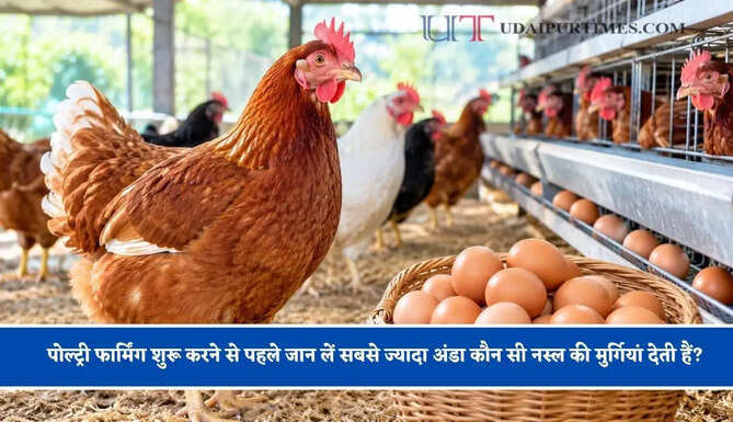 पोल्ट्री फार्मिंग शुरू करने से पहले जान लें सबसे ज्यादा अंडा कौन सी नस्ल की मुर्गियां देती हैं?&nbsp;