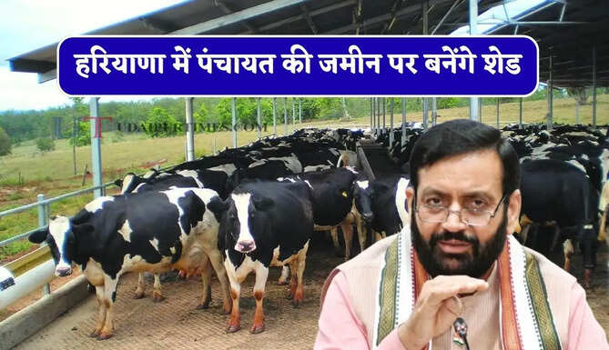 हरियाणा में पंचायत की जमीन पर बनेंगे शेड, डेयरी पशु खरीदने के लिए सरकार देगी पैसा&nbsp;