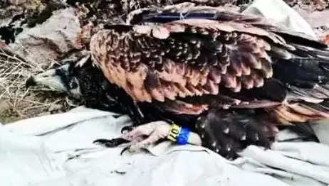 Egyptian Vulture Dead in Rajasthan