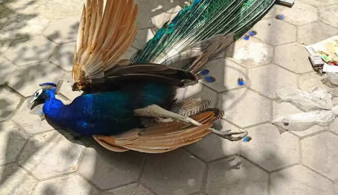 peacock death