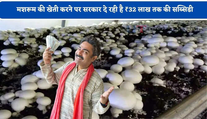 किसानों के लिए बड़ी खुशखबरी ! मशरूम की खेती करने पर सरकार दे रही है ₹32 लाख तक की सब्सिडी