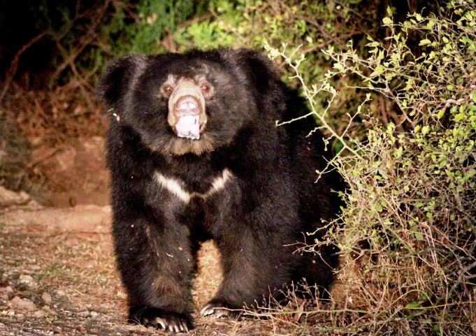Sloth Bears in Mt Abu - why these shy wild beasts have taken to visiting human dominated areas