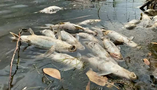 Fish Mortality
