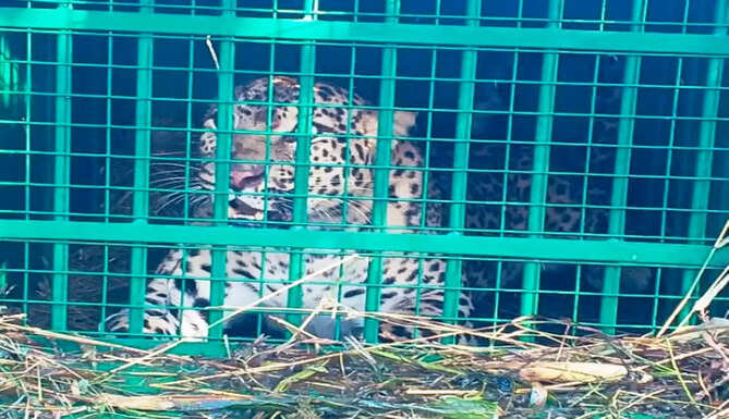 leopard