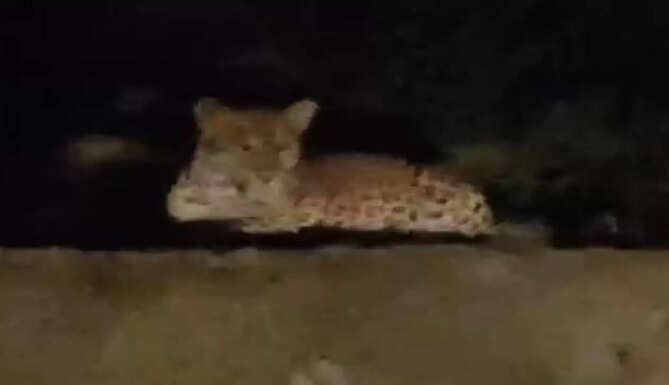 panther