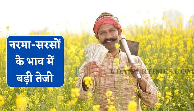 Mandi Bhav : नरमा-सरसों के भाव में बड़ी तेजी, देखें सभी मंडियों के नए दाम