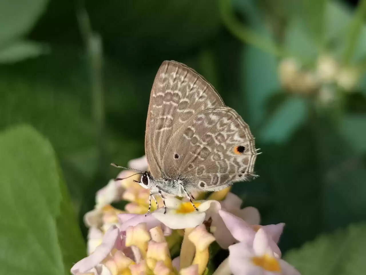 Butterfly in rajasthan