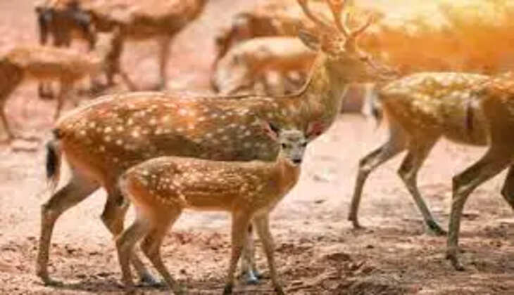 deer
