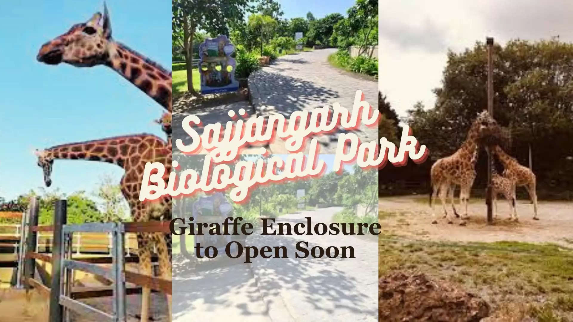 Sajjangarh Biological Park Giraffe Enclosure