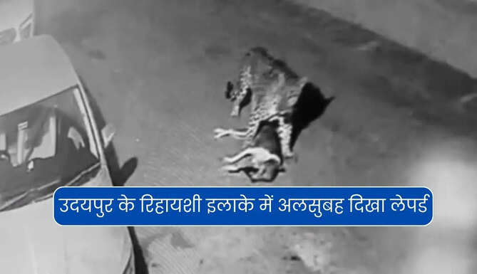 Leopard Spotted in Bedwas Udaipur