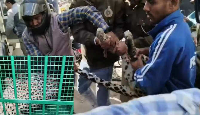 leopard bhupalpura