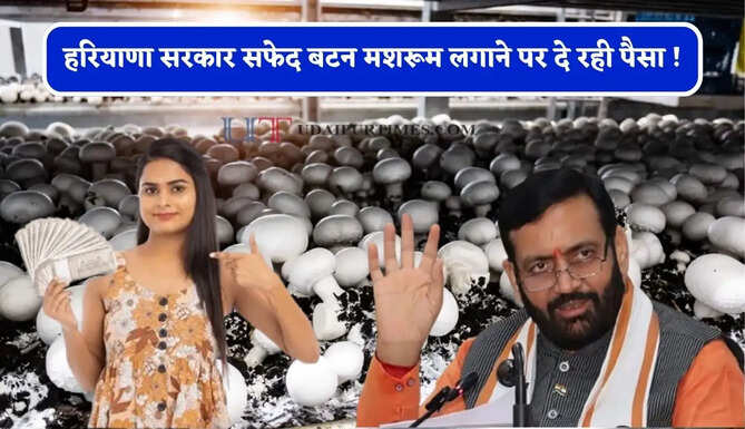 हरियाणा सरकार सफेद बटन मशरूम लगाने पर दे रही पैसा ! जाने कैसे मिलेगा लाभ ?
