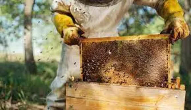 Beekeeping 