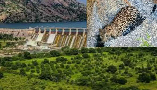 Jawai bandh and leopard safari