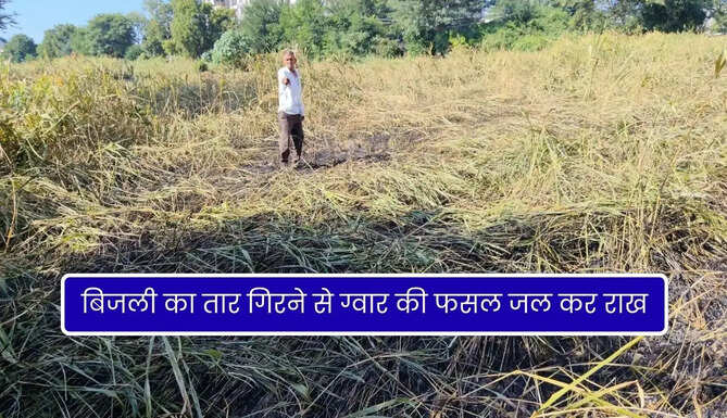 Gwar Crops Burnt in Udaipur