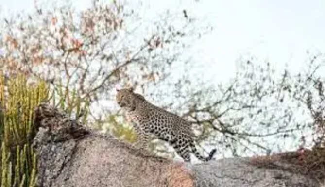 leopard