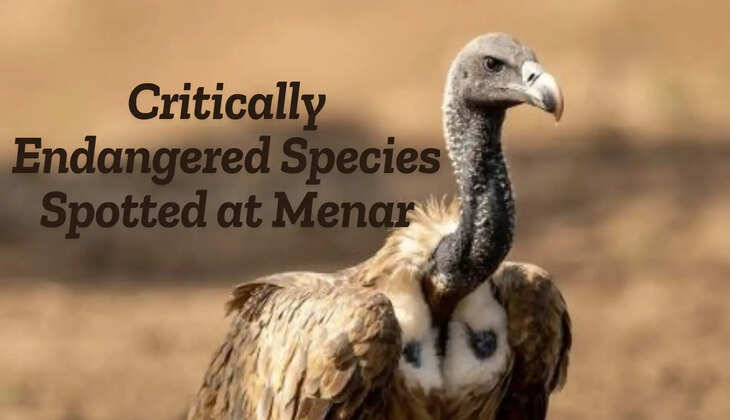 Vultures spotted in Menar